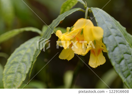 Impatiens Impatiens 122916608