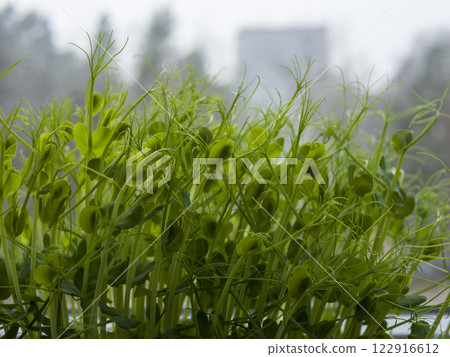 Growing fresh green pea sprouts on wooden windowsill, adding vibrant life to winter kitchen and providing nutritious microgreens for home cooking Growing fresh green pea sprouts on wooden windowsill, adding vibrant life to winter kitchen and providing nutritious microgreens for home cooking 122916612