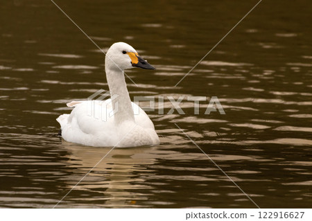 Bewick's Swan - Cygnus bewickii 122916627