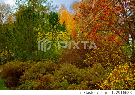 Red, orange, yellow, green leaves on a autumn trees 122916628