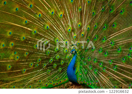 Peacock showing its colors to female Peacock showing its colors to female 122916632