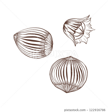 Hazelnut with whole nuts. Perfect for healthy snacks, baking, or natural food themes. Minimalistic and clean style vector illustration, ideal for packaging, labels, and recipes Hazelnut with whole nuts. Perfect for healthy snacks, baking, or natural food themes. Minimalistic and clean style vector illustration, ideal for packaging, labels, and recipes 122916786