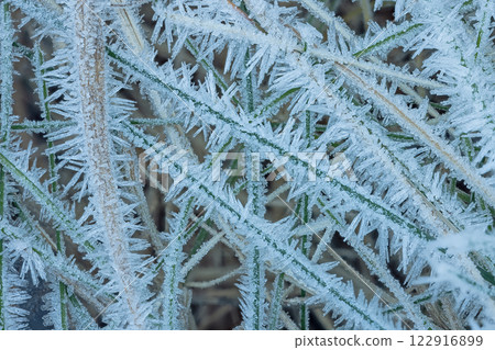 Frost Ice Crystals Formed on Winter Leaves in Nature. Abstract nature 122916899