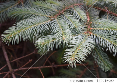 Detailed View of Green Pine Needles Detailed View of Green Pine Needles 122916962