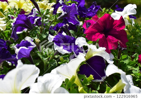 Bright and Beautiful Petunias in Landscaped Area 122916965