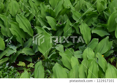 A dense bed of lush green leaves, lily of the valley plants. Delicate Lily of the Valley in Springtime A dense bed of lush green leaves, lily of the valley plants. Delicate Lily of the Valley in Springtime 122917101