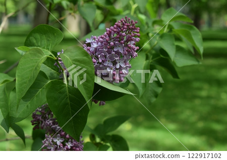 A branch of lilac flowers with lush green leaves. 122917102