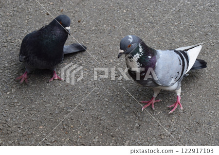 Two pigeons walking on asphalt ground. Two pigeons walking on asphalt ground. 122917103