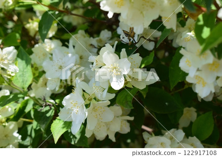 Vibrant Jasmine Blossoms Surrounded by Green Leaves Vibrant Jasmine Blossoms Surrounded by Green Leaves 122917108