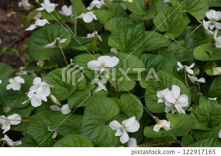 A cluster of white flowers with broad, green leaves, set in a natural environment. Springtime Blossoms in the Wild 122917165