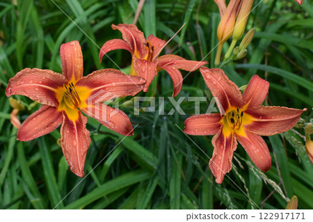 Three Orange Lilies with Raindrops Among Green Leaves Three Orange Lilies with Raindrops Among Green Leaves 122917171