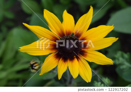 Rudbeckia hirta flower with yellow and orange petals centered around a dark brown heart. Rudbeckia hirta flower with yellow and orange petals centered around a dark brown heart. 122917202