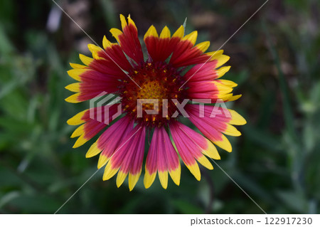 A vibrant Gaillardia flower with a red center and petals that transition from red at the base to yellow at the tips. Gaillardias Fiery Splendor 122917230
