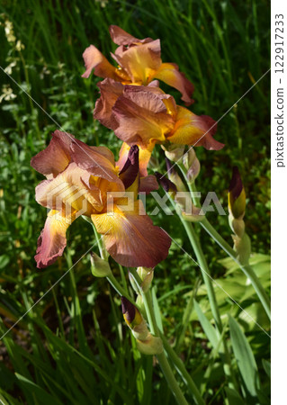 ibrant Yellow and Reddish Flowers in Garden 122917233