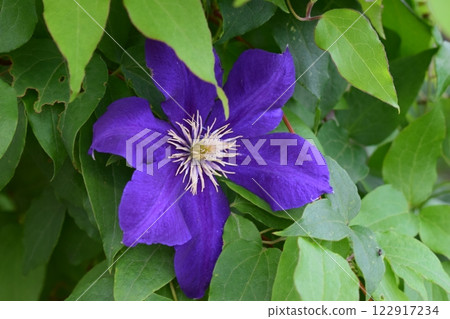 Blue Clematis with Lilac Petals and Yellow Stamens Blue Clematis with Lilac Petals and Yellow Stamens 122917234