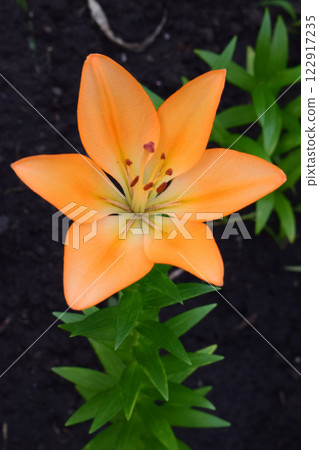 Close-Up of Bright Orange Lily in Bloom 122917235