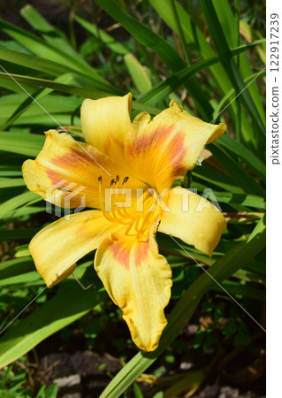 Vibrant Yellow Flower Blooming in Natural Setting Vibrant Yellow Flower Blooming in Natural Setting 122917239