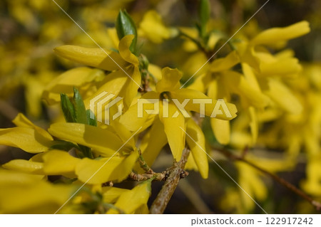 Forsythia flowers in sunny day. Nature soft selective focus blurred background Forsythia flowers in sunny day. Nature soft selective focus blurred background 122917242