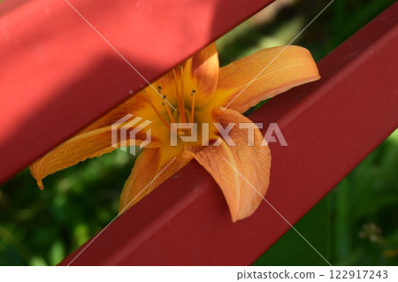 Vibrant Orange Lily Growing Through Red Fence 122917243