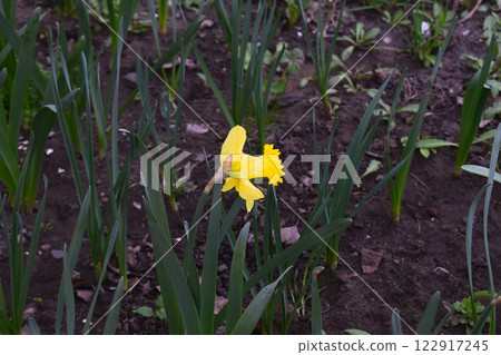 A garden with a yellow flower, a daffodil, surrounded by green leaves. A garden with a yellow flower, a daffodil, surrounded by green leaves. 122917245