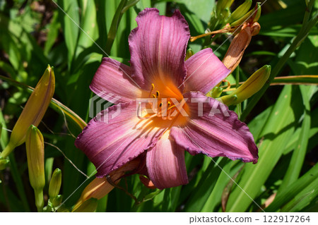 Pink Lilies with Yellow Centers in Garden Pink Lilies with Yellow Centers in Garden 122917264