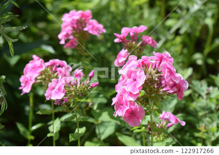 Vibrant pink flowers, phlox, blooming in a lush green garden setting. Phlox Blooming in Lush Garden Vibrant pink flowers, phlox, blooming in a lush green garden setting. Phlox Blooming in Lush Garden 122917266