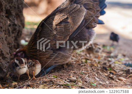 A close up of a hen with detailed brown feathers caring for chicks on dirt scattered with leaves and twigs. Two chicks with brown and white plumage are visible. A close up of a hen with detailed brown feathers caring for chicks on dirt scattered with leaves and twigs. Two chicks with brown and white plumage are visible. 122917588