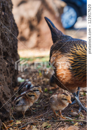 A hen with brown and golden feathers forages with striped chicks on the ground. Dry leaves, small rocks, and a large rock are visible in an outdoor setting. 122917620