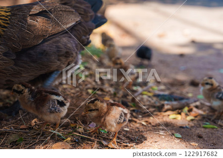 A hen and her fluffy chicks forage on dirt and leaves under sunlight. The chicks' brown and yellow tones blend with the earthy surroundings. A hen and her fluffy chicks forage on dirt and leaves under sunlight. The chicks' brown and yellow tones blend with the earthy surroundings. 122917682