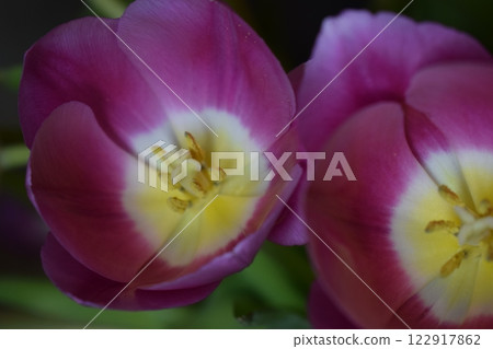 A macro photograph of the interior of a flower, a tulip. Purple-Hued Tulip Interior 122917862