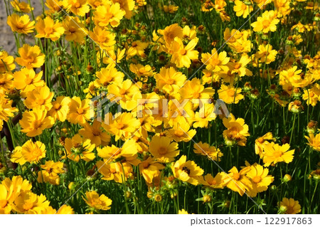 Elongated Petals of Blooming Yellow Coreopsis Elongated Petals of Blooming Yellow Coreopsis 122917863