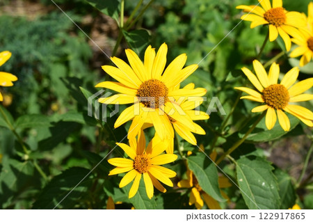 Vibrant Yellow Heliopsis: A Garden Delight 122917865
