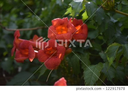 Close-Up of Vibrant Orange Campsis Flowers 122917878