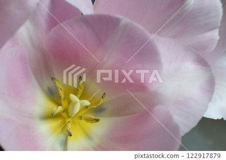 A macro shot of the heart of a flower, specifically a tulip. Vibrant Center of Pink and Yellow Tulip 122917879