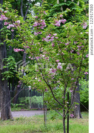 A natural landscape with trees in bloom. Pink Flowers on Green Lawn Path 122917880