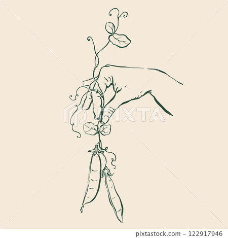 Vector vegetable doodle illustration of peas in your hands. Hand-drawn garden harvest sketch. Organic farm graphics. Tasty food for design, veggie market drawing print, fabric, background. Vector vegetable doodle illustration of peas in your hands. Hand-drawn garden harvest sketch. Organic farm graphics. Tasty food for design, veggie market drawing print, fabric, background. 122917946