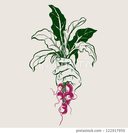 Vector vegetable doodle illustration of bunch of radishes in your hands. Hand-drawn garden harvest sketch. Organic farm graphics. Tasty food for design, veggie market drawing print, background. Vector vegetable doodle illustration of bunch of radishes in your hands. Hand-drawn garden harvest sketch. Organic farm graphics. Tasty food for design, veggie market drawing print, background. 122917950