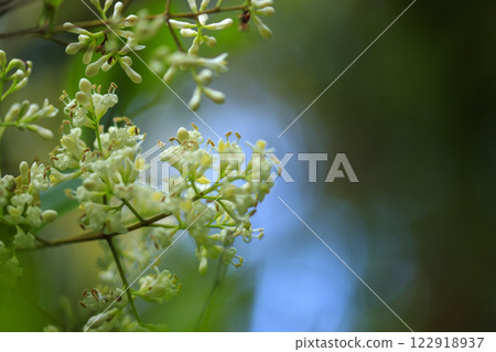 初夏森林裡盛開的白色線蟲花 122918937
