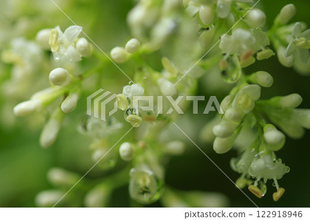White nematome flowers blooming in the forest in early summer 122918946