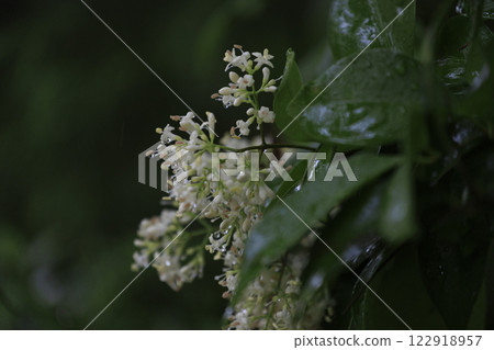 White nematome flowers blooming in the forest in early summer 122918957