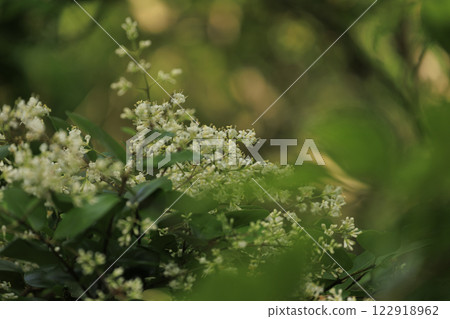 White nematome flowers blooming in the forest in early summer White nematome flowers blooming in the forest in early summer 122918962