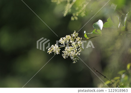 White nematome flowers blooming in the forest in early summer White nematome flowers blooming in the forest in early summer 122918963