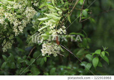 初夏森林裡盛開的白色線蟲花 122918968