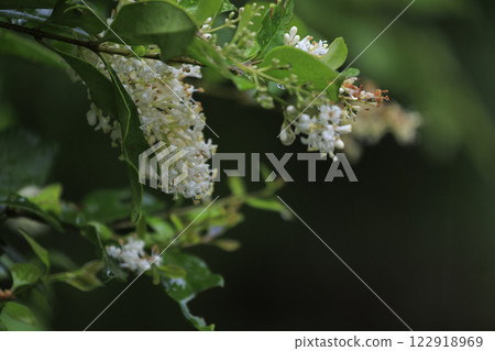 初夏森林裡盛開的白色線蟲花 122918969