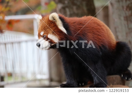 小熊貓 小熊貓 122919153