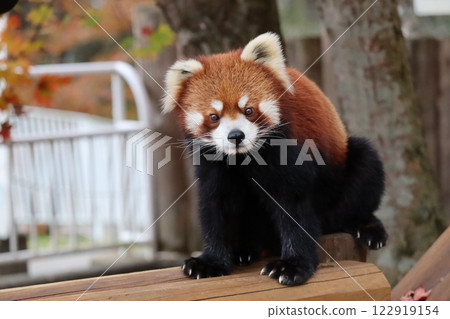小熊貓 小熊貓 122919154