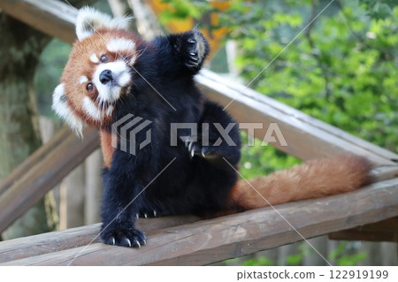 小熊貓 122919199
