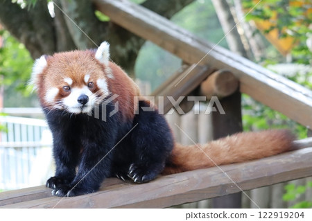 小熊貓 小熊貓 122919204