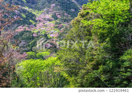 新綠與山櫻:近海阿爾卑斯山的神明居住之山屋久島 新綠與山櫻:近海阿爾卑斯山的神明居住之山屋久島 122919461