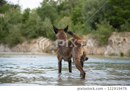 View from behind of alert belgian malinois shepherd dog 122919476